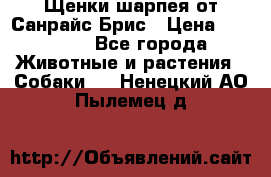 Щенки шарпея от Санрайс Брис › Цена ­ 30 000 - Все города Животные и растения » Собаки   . Ненецкий АО,Пылемец д.